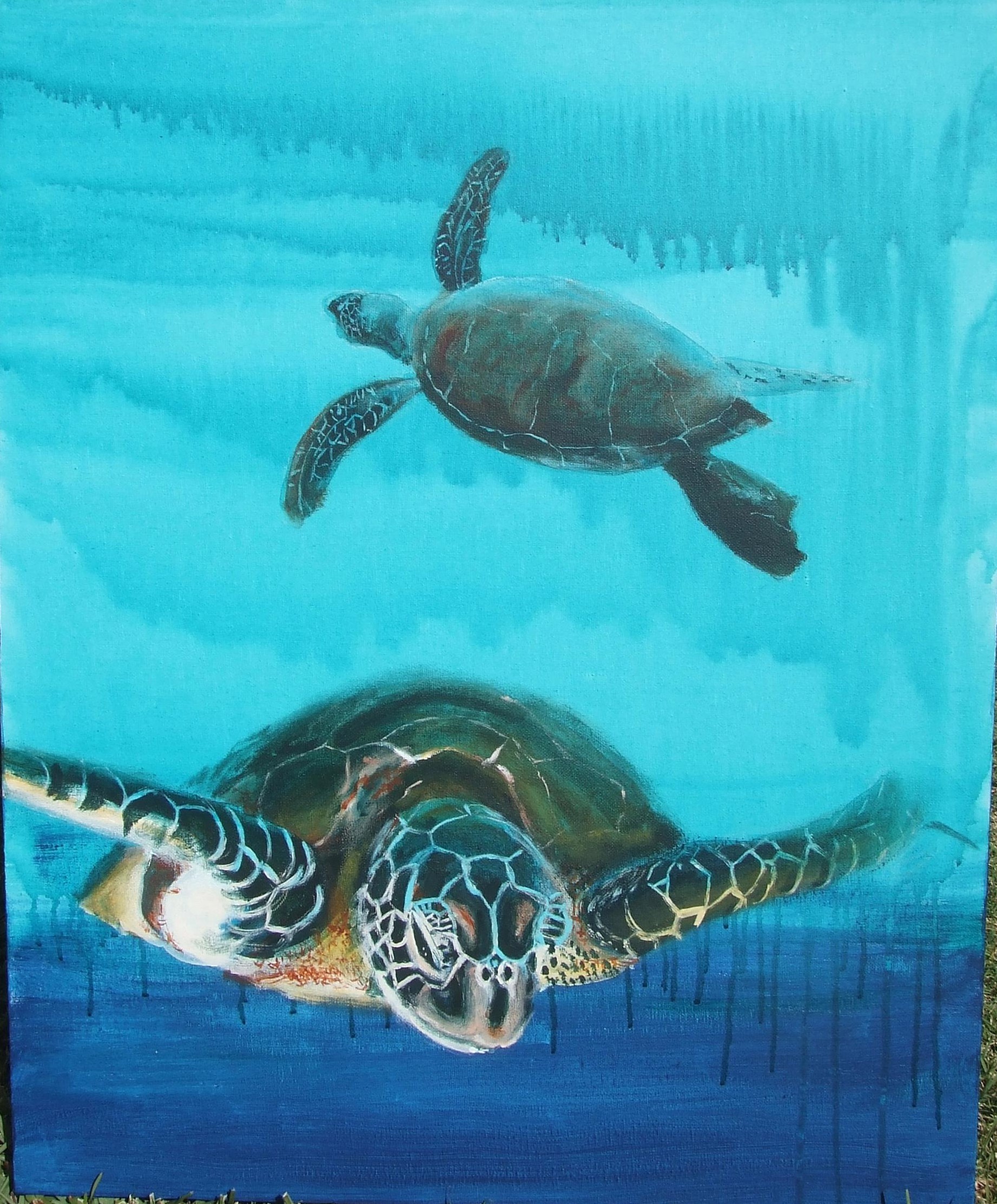 ocean turtles